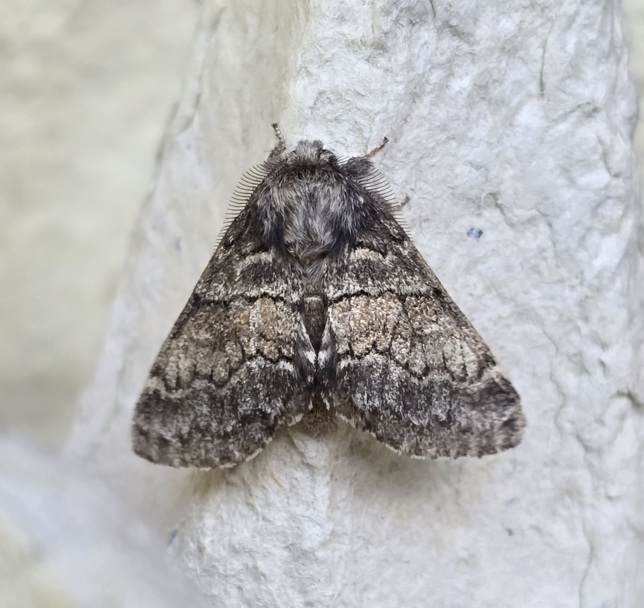 **Dusky Marbled Brown (Gluphisia crenata)**. A very rare, vagrant moth in the UK but a fairly common moth on the Continent. My first record of this species. The larva feeds on poplar.